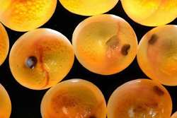 ادعای پرورش دهنده نمونه درگزی مبنی برمقاومت بیشتر تخم های چشم زده ماهی قزل آلا  ایرانی نسبت به نمونه مشابه خارجی در برابر بیماری 